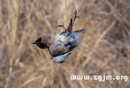 夢到小鳥死掉|夢見小鳥死是什麽意思